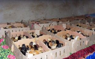 供應山東優(yōu)質(zhì)小土雞，把握商機賺大錢